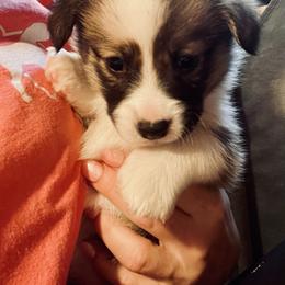 Labrador Retriever and Pembroke Welsh Corgi Puppies from FLK Corgis