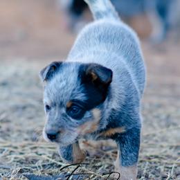 Okarche - Blue female Australian Cattle Dog puppy in Fairview, Oklahoma from Flying D Kennels