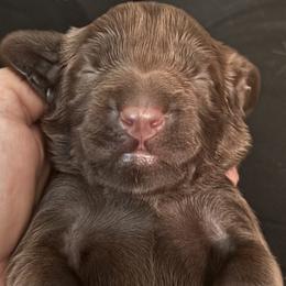 Field Spaniel puppies from Nautica Field Spaniels