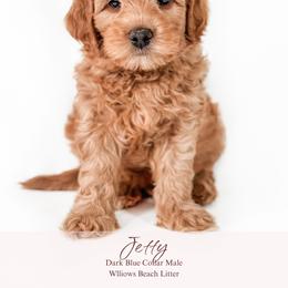 Jetty - Apricot male Goldendoodle puppy in Spartanburg, South Carolina from Sunset Cove Goldendoodles