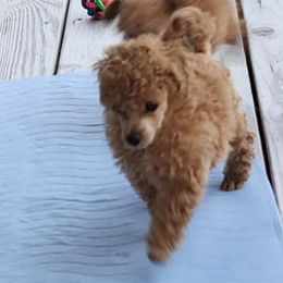 Boy 1 - Poodle puppy in Texas from Pitties' Love