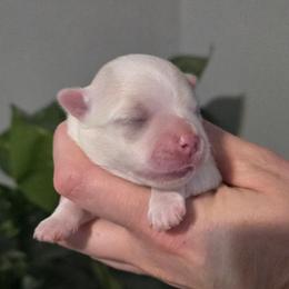 Faye - Health Tested Parents - White male Maltese puppy in Greenville, North Carolina from Amanda's Sugar Sweet Puppies