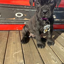 Widow - Red brindle female Bullmastiff puppy in South Attleboro, Massachusetts from Bessettes Bullies