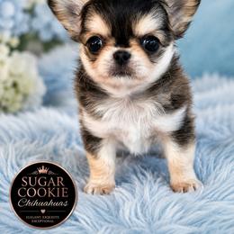 Chihuahua Puppies from Sugar Cookie Chihuahuas