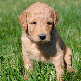 Goldendoodle Puppies from Lincoln Goldendoodles