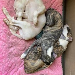 Whippet Puppies from Festiva Whippets