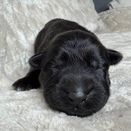 Grey - Black female German Shepherd puppy in Tennessee from Chattanooga Tn German Shepherds