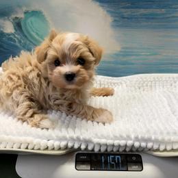 Tiara - Apricot female Maltipoo puppy in Lawrenceburg, Tennessee from LUV Poodles and Maltipoos