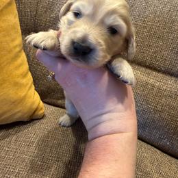 Boy 2 - Cream male Dachshund puppy in Walla Walla Valley, Oregon from English Cream Dachshunds