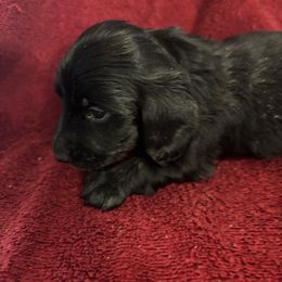 Slate AKC - Black male Dachshund puppy in Argos, Indiana from TKO Doxies