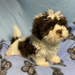 Boy 1 - Sable and white male Shih Tzu puppy in Zeigler, Illinois from Dandy Little  Shih Tzu, Shih Poo's and Toy Poodles