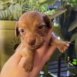 Diamond - Red female Dachshund puppy in Windom, Minnesota from Aster Creek Dachshunds & Australian Shepherds