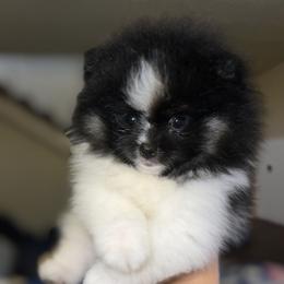 Chihuahua and Pomeranian Puppies from Pure hearts