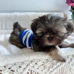 Shih Tzu Puppies from Purse Pup Shih Tzus