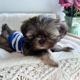 Shih Tzu Puppies from Purse Pup Shih Tzus