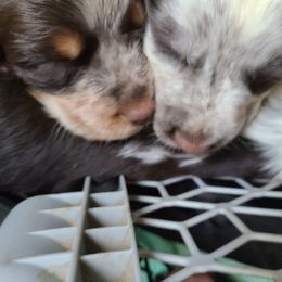 English Springer Spaniel Puppies from Savannah River Springers