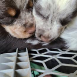 English Springer Spaniel Puppies from Savannah River Springers