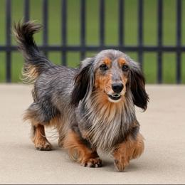 Aurora - Dachshund