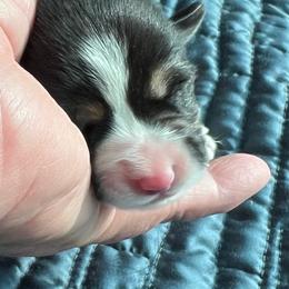 Pretty Precious Baby Doll - Black and tan female Pembroke Welsh Corgi puppy in Blaine, Tennessee from Rose Brier Pembroke Welsh Corgis