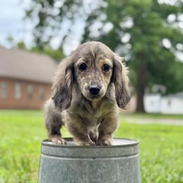 AKC Cream Brindle 4300, FULLY vaccinated, pet only, no deposit, pay in full at pickup. - Cream female Dachshund puppy in Pauls Valley, Oklahoma from Simply Happy Dachshunds
