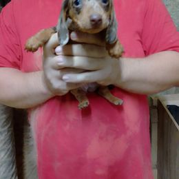 Girl 1 - Dapple female Dachshund puppy in Westover, Alabama from Small Paws Kennel