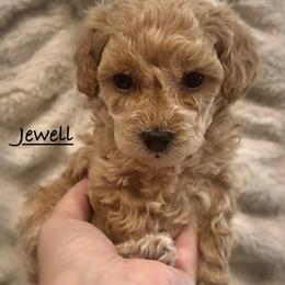 Jewell - Red  female Poodle puppy in Traverse City, Michigan from Riyem Wildflower Farms