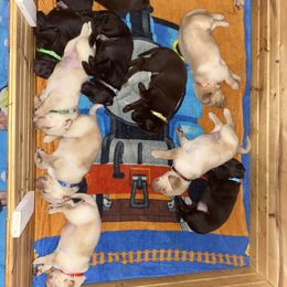 Dilute Retriever and Labrador Retriever Puppies from Moran’s Lab’s