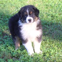 Anderson - Black tri-color male Australian Shepherd puppy in Kansas, Oklahoma from Windy G Farm