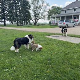 Collie Puppies from Little Apple Collies, Dazey, ND