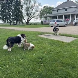 Collie Puppies from Little Apple Collies, Dazey, ND
