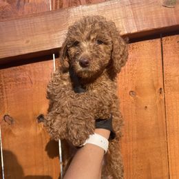 Purple Collar - Poodle puppy in Atlanta, Georgia from Sprinkle Me Puppy