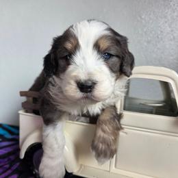 Captain American - Blue merle male Bernedoodle puppy in Blackfoot, Idaho from Draper Mountain Doodles