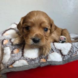Arrow - Red male Cavapoo puppy in Blackfoot, Idaho from Draper Mountain Doodles