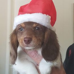 Dachshund Puppies from Windy Ridge Miniatures