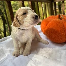 Rowan - Caramel cream male Labradoodle puppy in Watertown, Tennessee from PawfectBud