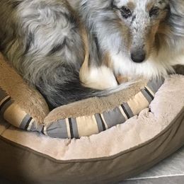 Shetland Sheepdogs from Sheltie Puppies