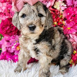 Matcha - Blue merle female Bernedoodle puppy in Otisville, Michigan from Danie’s Darling Doodles LLC