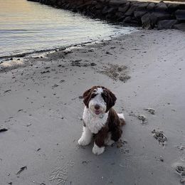 Aussiedoodle and Australian Shepherd All Grown Up from Australian Shepherds of C4 Farms