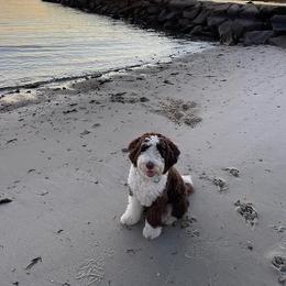 Aussiedoodle and Australian Shepherd All Grown Up from Australian Shepherds of C4 Farms