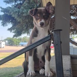 Sleepy - Tri-color female Border Collie puppy in Oberlin, Kansas from Hangin R Kennels