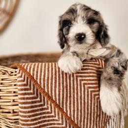 Olive - Blue merle and white male Sheepadoodle puppy in Tooele, Utah from Salt & Snow Pups