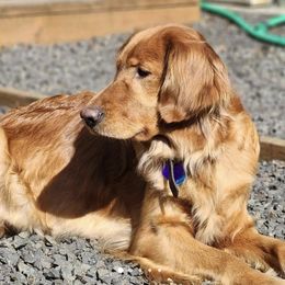 Heather - Golden Retriever