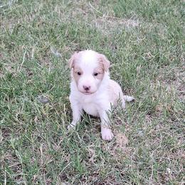 Blonde female 2 - Gold female Border Collie puppy in Springtown, Texas from CRL Farms