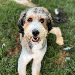 Assorted Doodle Crosses, Aussiedoodles, and Bernedoodles from WestPenn Doodles LLC