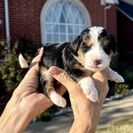Girl 4 - Tri-color female Bernedoodle puppy in Royse City, Texas from Platinum Bernedoodles of Texas