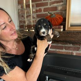 Maple - Tri-color female Bernedoodle puppy in Yuba City, California from Ranch House Doodles