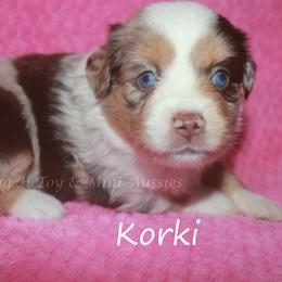 Korki - Red merle female Miniature American Shepherd puppy in Godley, Texas from Flying H Toy and Mini Aussies