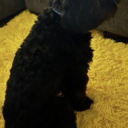 Cavapoos from K & T Cavapoo