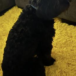 Cavapoos from K & T Cavapoo