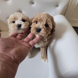 Boy 1 - Apricot male Maltipoo puppy in Washington from Mt.BakerPoodles&Doodles